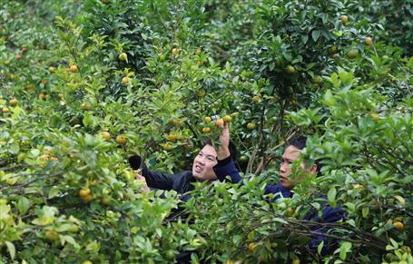 《中国建设报》、人民网等媒体报道公司脱贫攻坚成果